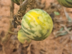 Solanum palinacanthum