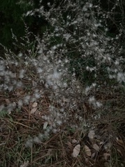 Eupatorium compositifolium