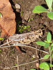 Calliptamus madeirae