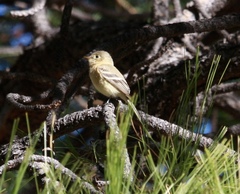 Empidonax fulvifrons