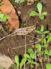 Calliptamus madeirae