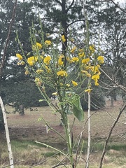 Crotalaria spectabilis