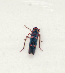 Tettisama quinquemaculata