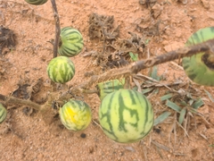 Solanum palinacanthum