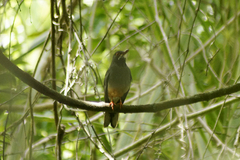Turdus plumbeus