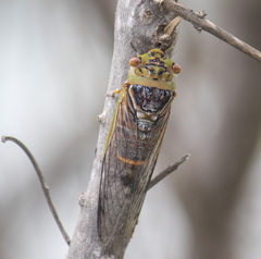 Macrotristria intersecta