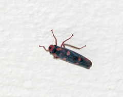 Tettisama quinquemaculata