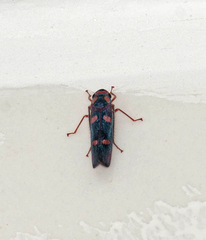 Tettisama quinquemaculata