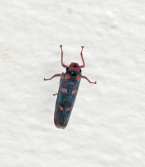 Tettisama quinquemaculata