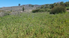 Pluchea odorata odorata