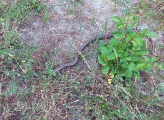 Philodryas chamissonis