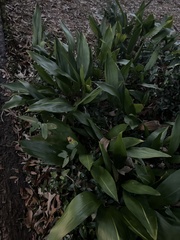 Aspidistra