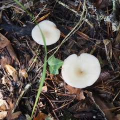 Clitocybe hydrogramma