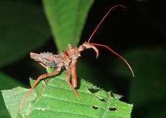Erbessus