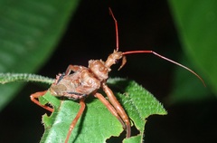 Erbessus