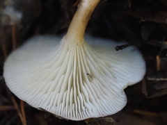 Clitocybe hydrogramma