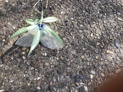 Tropidoderus childrenii