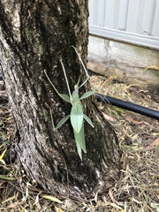 Tropidoderus childrenii