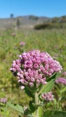 Pluchea odorata odorata