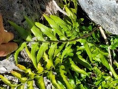 Asplenium lyallii