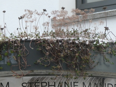 Petrosedum