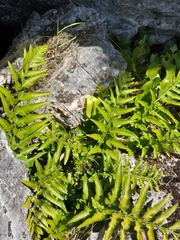 Asplenium lyallii
