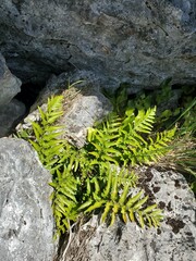 Asplenium lyallii