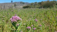 Pluchea odorata odorata