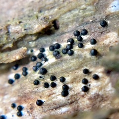 Rosellinia