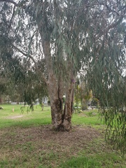 Eucalyptus seeana