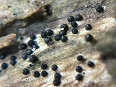 Rosellinia