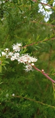 Kunzea leptospermoides