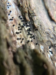 Rosellinia