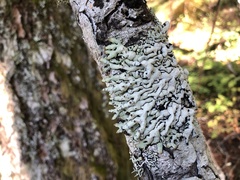 Hypogymnia occidentalis