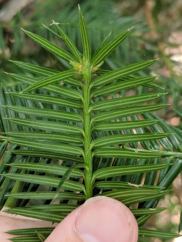 Florida torreya
