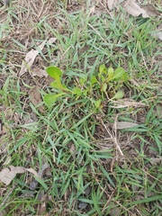 Sphaeromorphaea australis