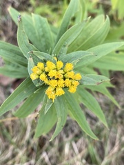 Euthamia graminifolia
