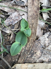 Chiloglottis valida