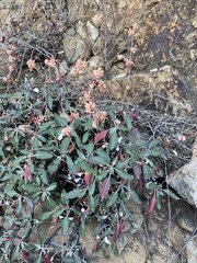 Eriogonum jamesii