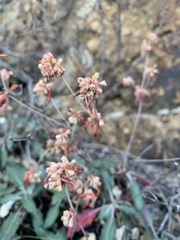 Eriogonum jamesii