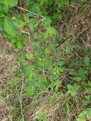 Phyllanthus tenellus