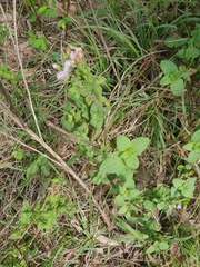 Ageratum houstonianum