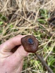 Psilocybe azurescens