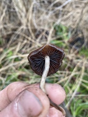 Psilocybe azurescens