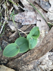 Chiloglottis valida