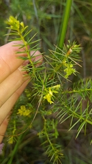 Acacia verticillata