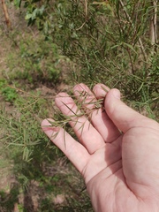 Melaleuca linariifolia