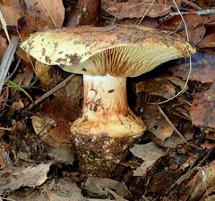 Cortinarius xanthodryophilus