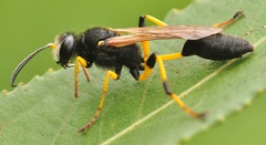 Sceliphron destillatorium