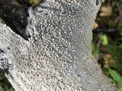 Pertusaria subambigens